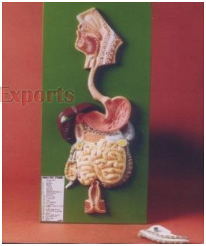 HUMAN DIGESTIVE SYSTEM